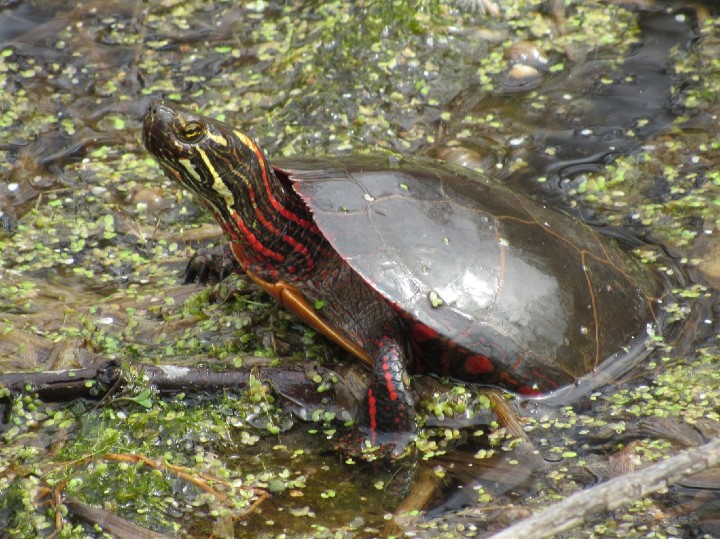 Midland Painted Turtle